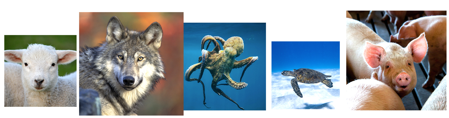 animals01
