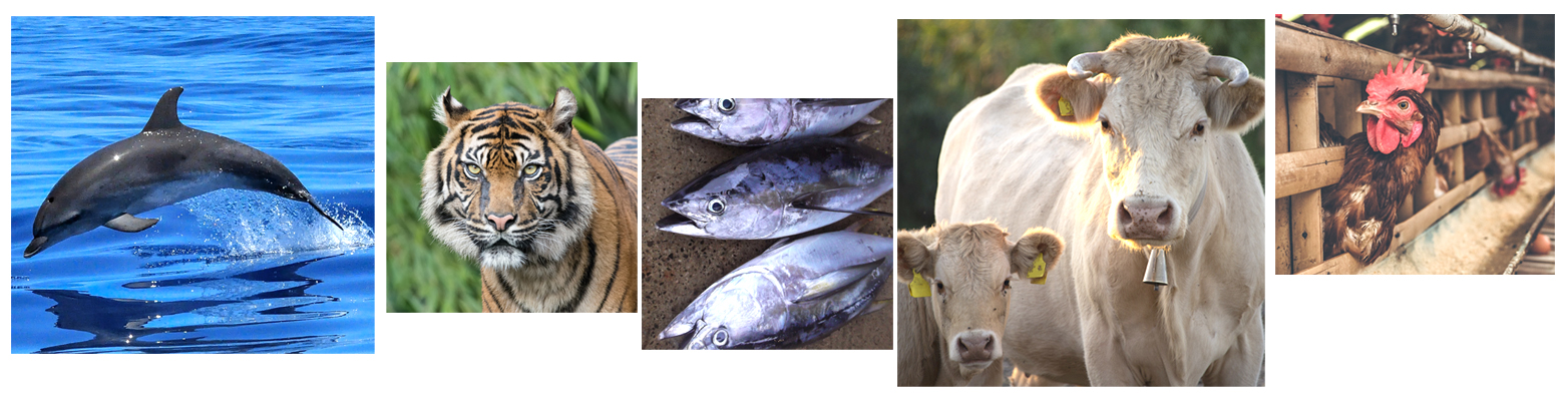 animals02